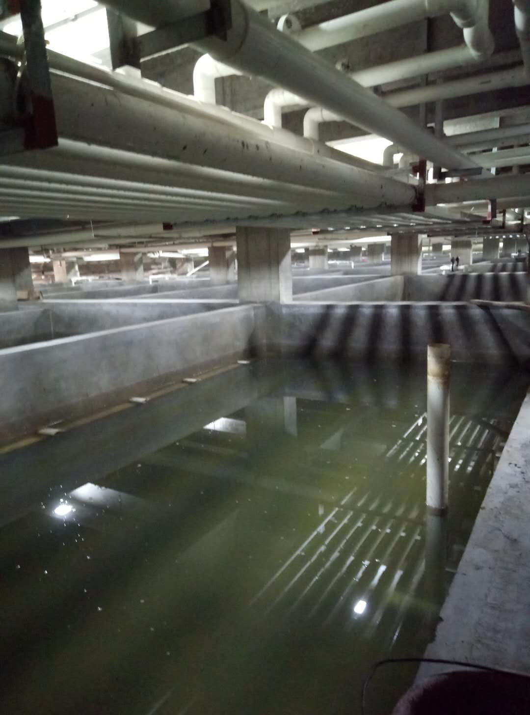 水產養殖臭氧發生器應用,臭氧機水產養殖計算方式及臭氧消毒機的投加方式